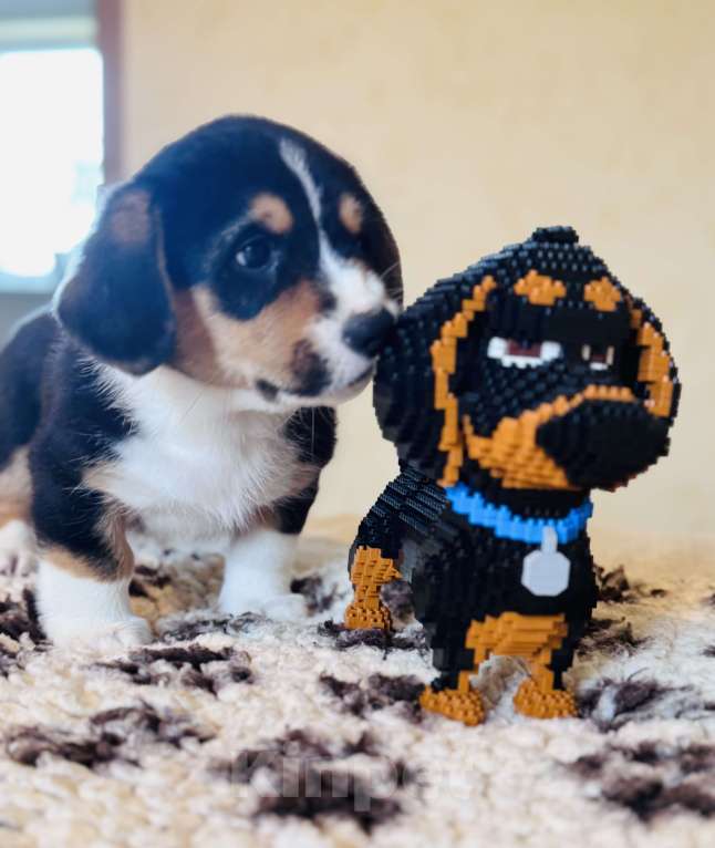 Собаки в Курске: Вельш корги кардиган Мальчик, 50 000 руб. - фото 4