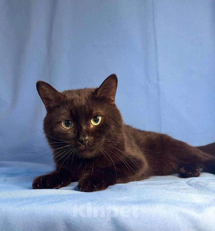 Кошки в Москве: Кот с лейкозом в добрые руки Мальчик, Бесплатно - фото 3