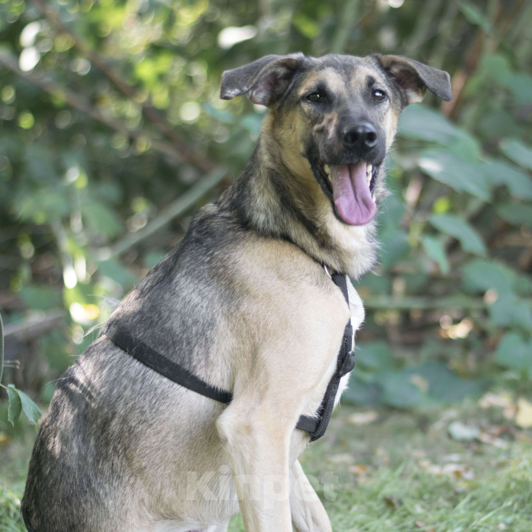 Собаки в Москве: Эйс Мальчик, Бесплатно - фото 3