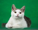 Кошки в Люберцах: Замурррчательный котенок по имени Мичико ищет своих хозяев! Мальчик, 1 руб. - фото 5