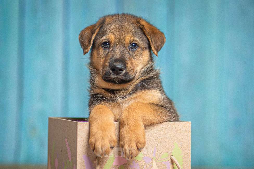 Собаки в Пушкино: Щенок в добрые руки Мальчик, 100 руб. - фото 2