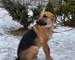Собаки в Подольске: Норд ищет дом, Бесплатно - фото 2