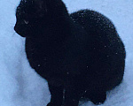 Кошки в Камызяке: Брутал-подросток 6 мес., Бесплатно - фото 2