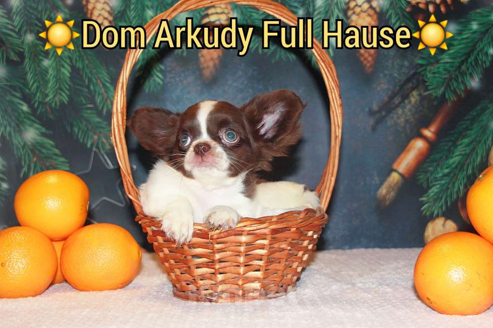 Собаки в Москве: Шоколадный Красавчик  Мальчик, 50 000 руб. - фото 7