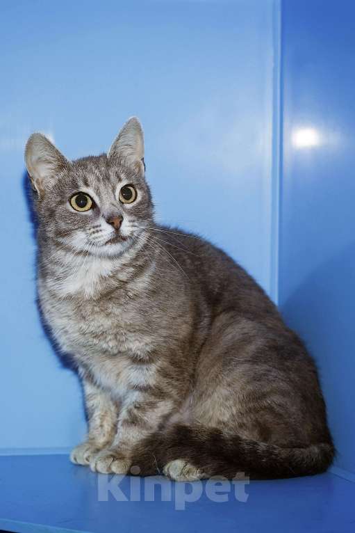 Кошки в Москве: В Древнем Египте серебро ценилось выше золота  Девочка, Бесплатно - фото 2