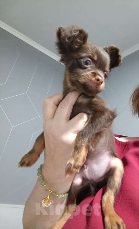 Собаки в Великом Новгороде: Русский той длинношёрстный Мальчик, 30 000 руб. - фото 6