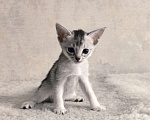Кошки в Тюмени: Абиссинская красавица с родословной Девочка, 50 000 руб. - фото 1