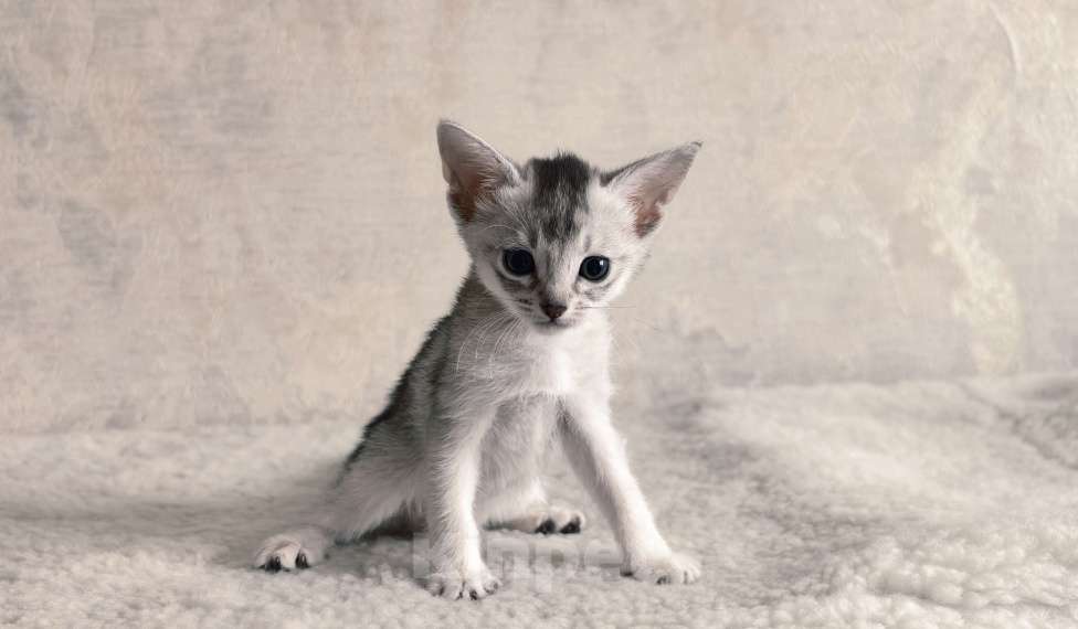 Кошки в Тюмени: Абиссинская красавица с родословной Девочка, 50 000 руб. - фото 1