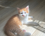 Кошки в Краснодаре: Бело- рыжий котик Мальчик, Бесплатно - фото 4