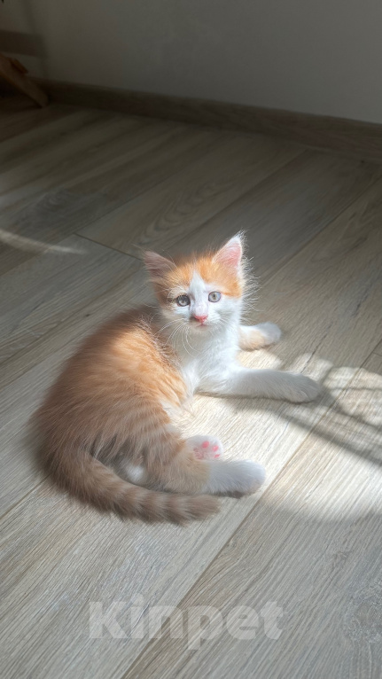Кошки в Краснодаре: Бело- рыжий котик Мальчик, Бесплатно - фото 4