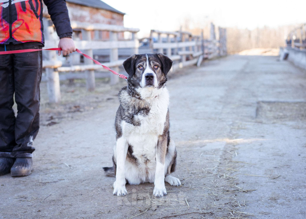 Собаки в Москве: Собака прошедшая СВО и избежавшая усыпления в поисках самого лучшего дома! Девочка, Бесплатно - фото 10