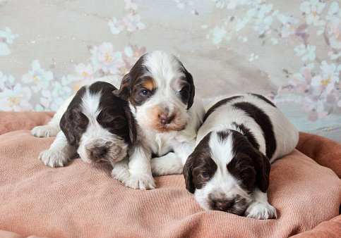 Английского кокера щенок