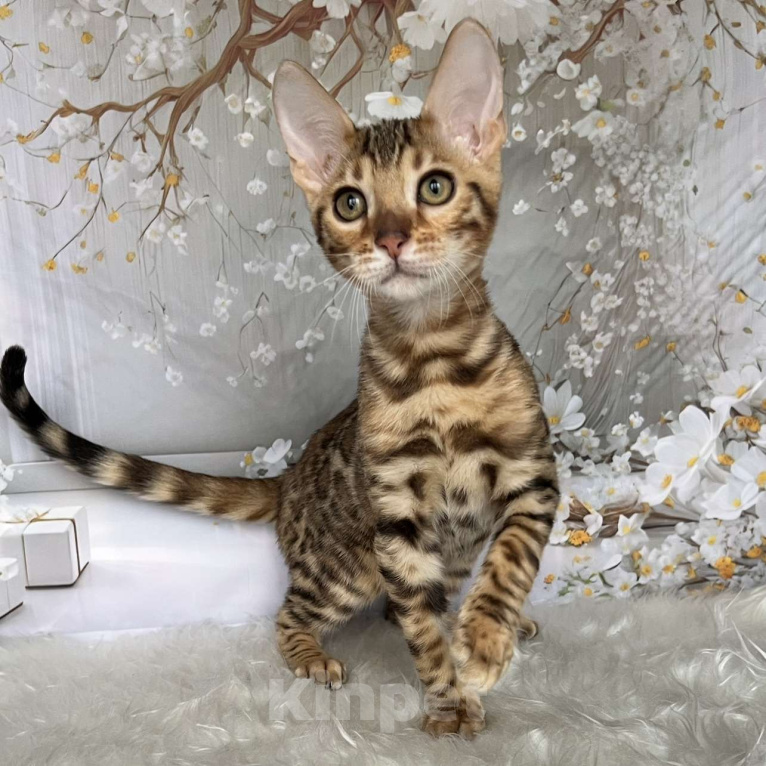 Кошки в Москве: Бенгальский котёнок  Мальчик, Бесплатно - фото 8