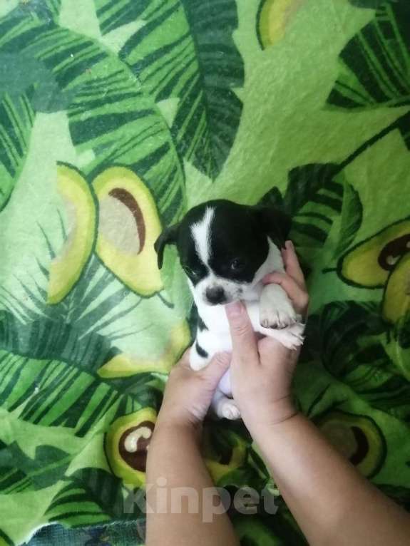 Собаки в Мценске: Щенок белый с черными пятнышками Мальчик, 12 000 руб. - фото 2