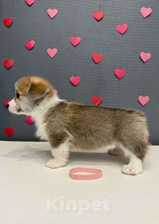 Собаки в Кургане: Щенок вельш корги пемброк, сука Девочка, 50 000 руб. - фото 3