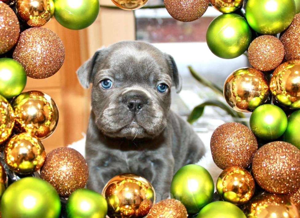 Собаки в Москве: Французская элита Девочка, 100 000 руб. - фото 3