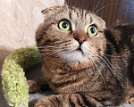 Кошки в Долгопрудном: Скоттиш фолд мраморный коричневый Аллен  Мальчик, 600 руб. - фото 2