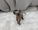 Кошки в других городах Краснодарского края: Эльф сфинкс котенок Мальчик, 25 000 руб. - фото 4