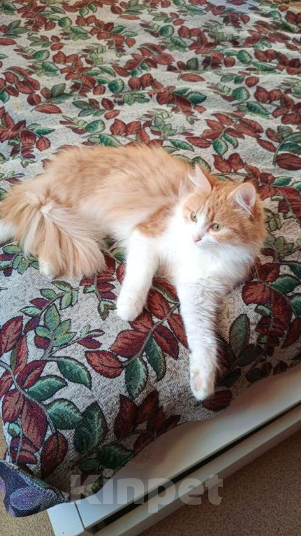 Кошки в Выборге: Молоденькая кошка Молли в добрые руки Девочка, Бесплатно - фото 5