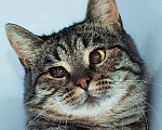 Кошки в Москве: Особенный котик в поисках семьи Мальчик, Бесплатно - фото 3