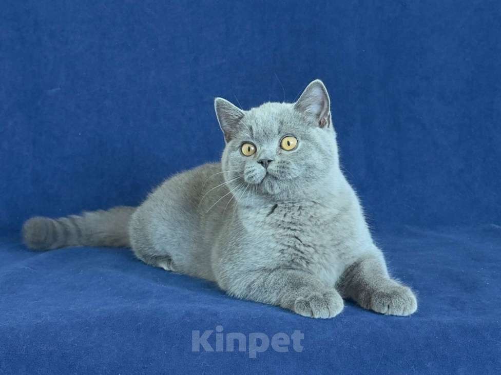 Кошки в Челябинске: Британский котенок с родословной Мальчик, Бесплатно - фото 4