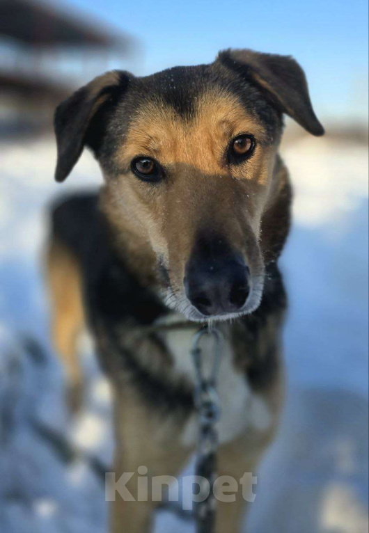 Собаки в Королеве: Знакомьтесь, Линч! Мальчик, Бесплатно - фото 7
