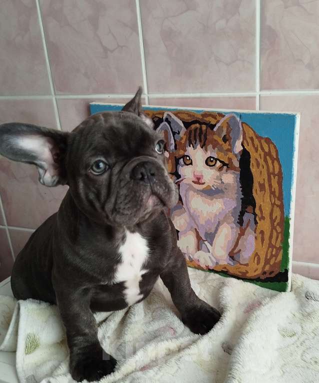 Собаки в Москве: Красивый мальчик французский бульдог. Мальчик, 60 000 руб. - фото 3