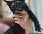 Кошки в Астрахани: Отдам котят Разнополые, Бесплатно - фото 6