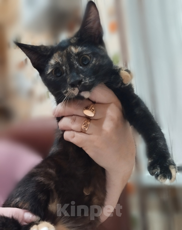 Кошки в Астрахани: Отдам котят Разнополые, Бесплатно - фото 6
