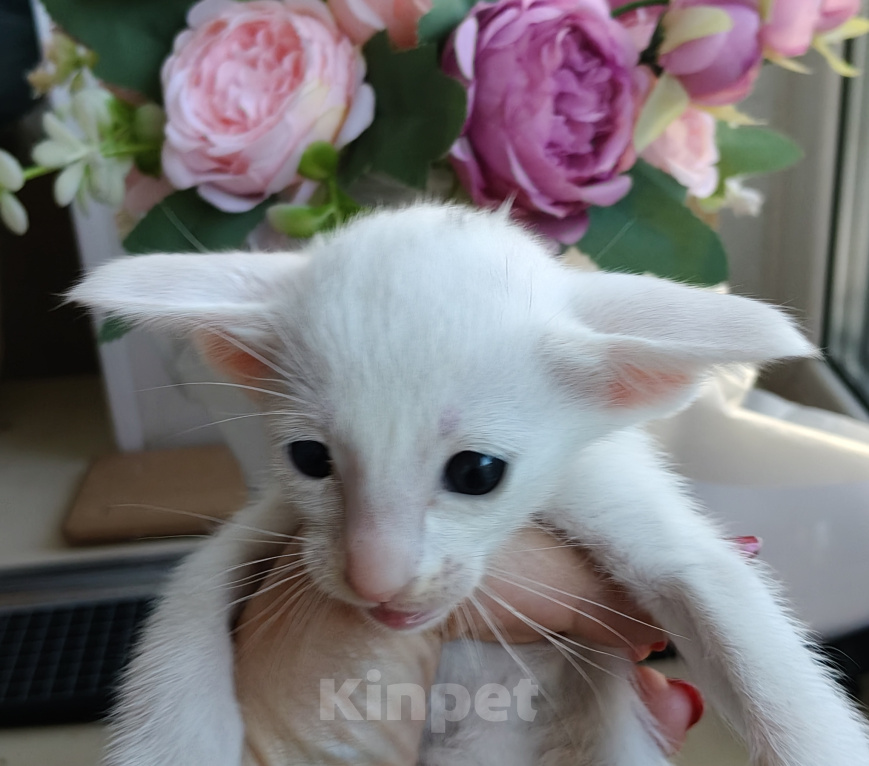 Кошки в Новосибирске: Ориентальные котята Мальчик, 55 000 руб. - фото 1
