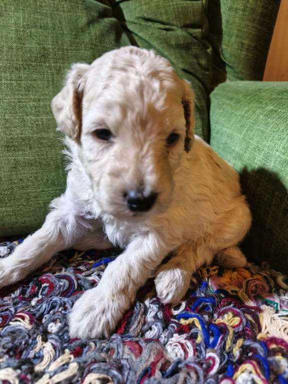 Собаки в Санкт-Петербурге: Пудель средний Мальчик, 90 000 руб. - фото 5