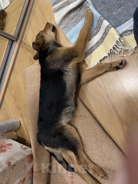 Собаки в Липецке: Очаровательная малышка ищет дом! Девочка, Бесплатно - фото 4