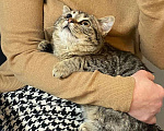 Кошки в Санкт-Петербурге: Хорошенький игривый котёнок Мальчик, Бесплатно - фото 6