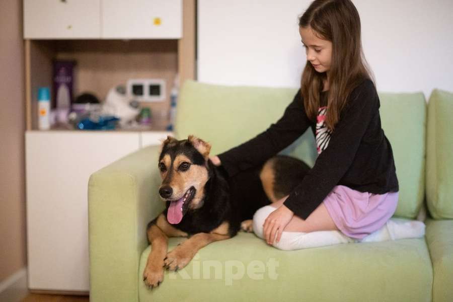 Собаки в Москве: Молли ищет дом и человека, с которым будет делить каждое счастливое мгновение! Девочка, Бесплатно - фото 3