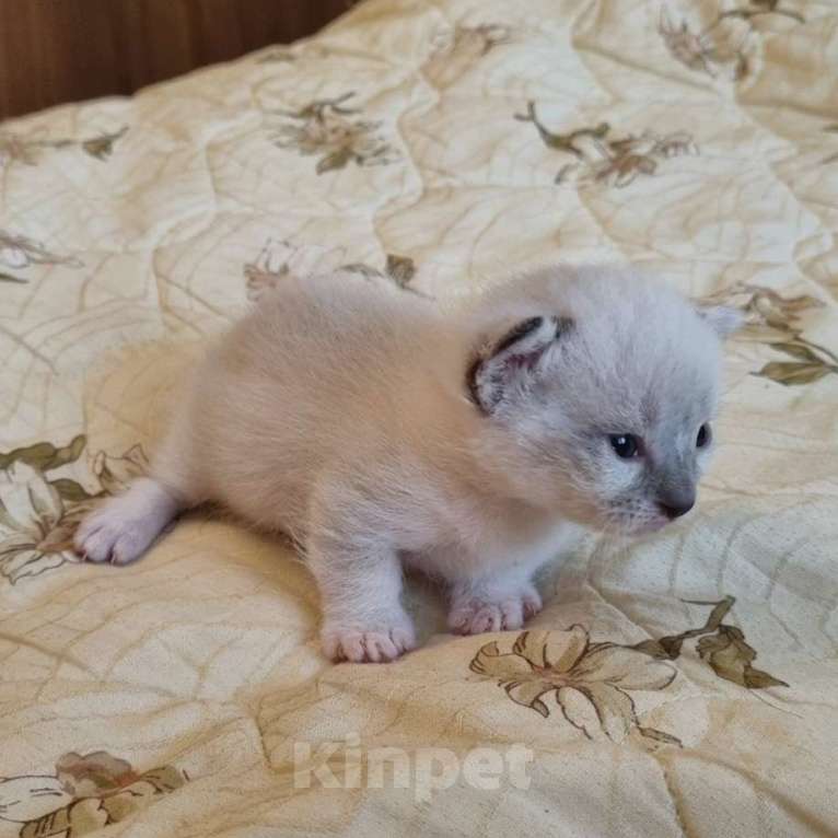 Кошки в Перми: Манчкин котёнок Мальчик, 30 000 руб. - фото 6