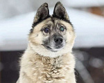 Собаки в Москве: Особенный пес в добрые руки Мальчик, Бесплатно - фото 2