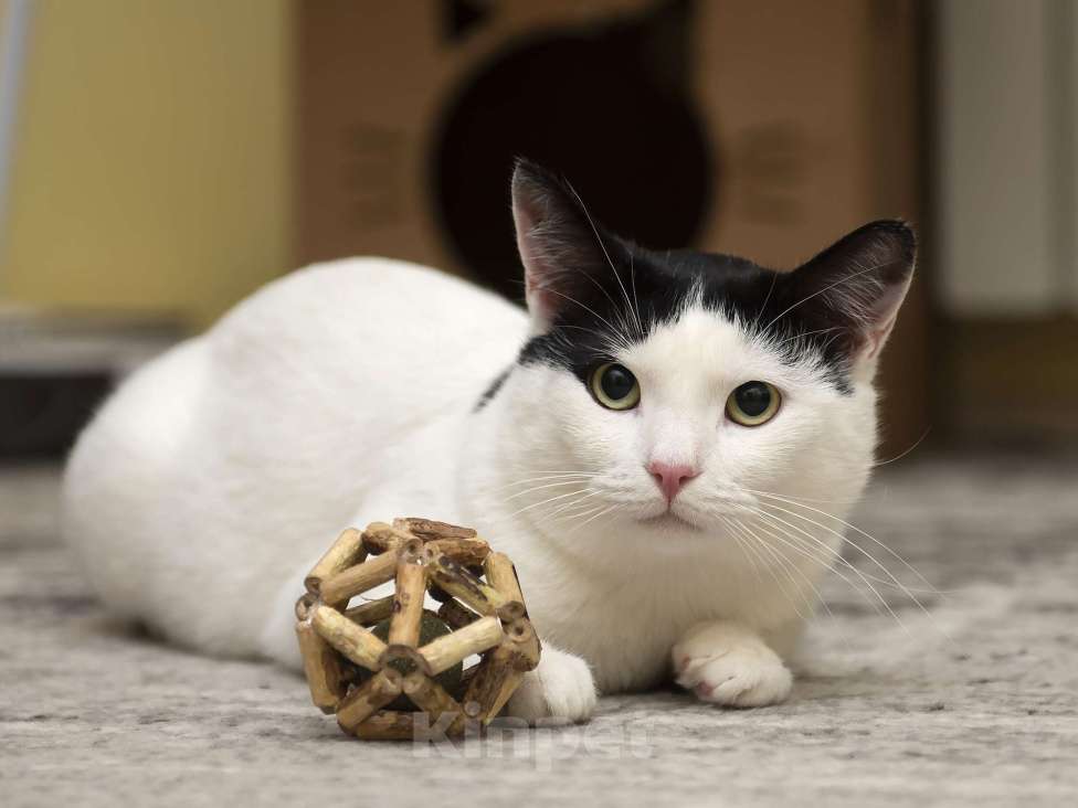 Кошки в Москве: Кот в добрые руки  Мальчик, Бесплатно - фото 5