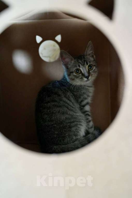 Кошки в Москве: Мелисса в поисках дома Девочка, Бесплатно - фото 7