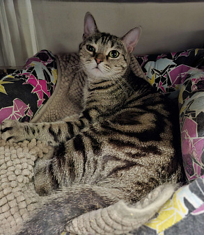 Чудесная девочка Лиса