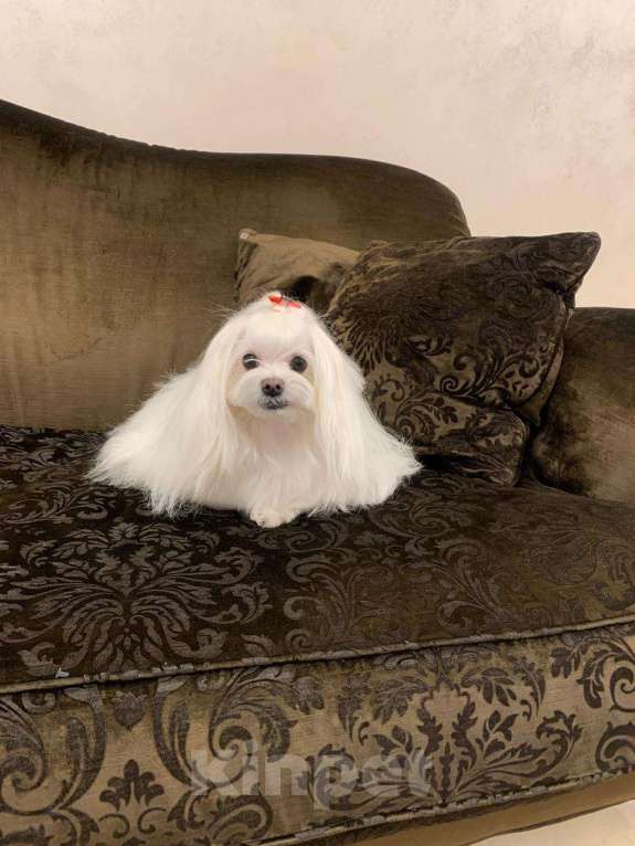 Собаки в Москве: щенки мальтипу Ф1 Мальчик, 150 000 руб. - фото 5