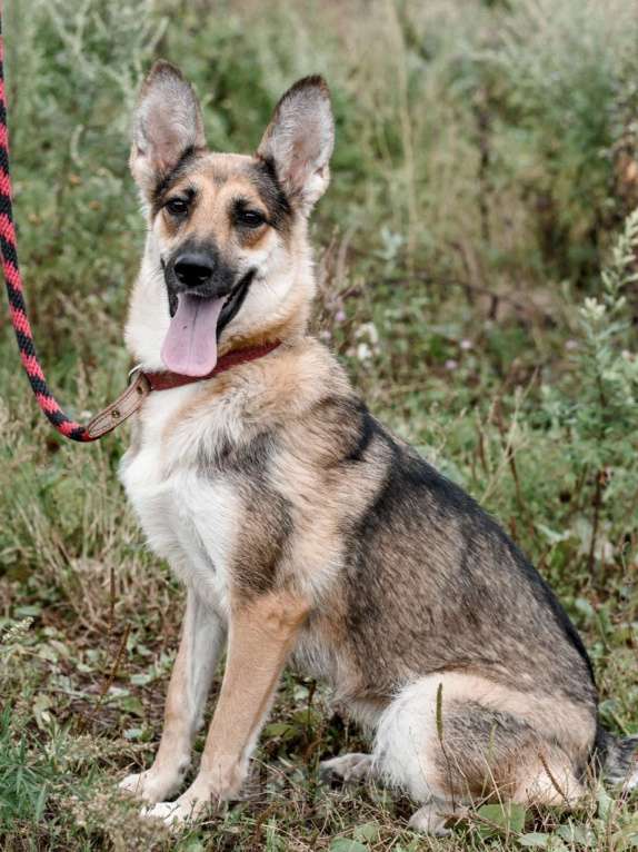 Собаки в Москве: Любава ищет дом Девочка, Бесплатно - фото 2