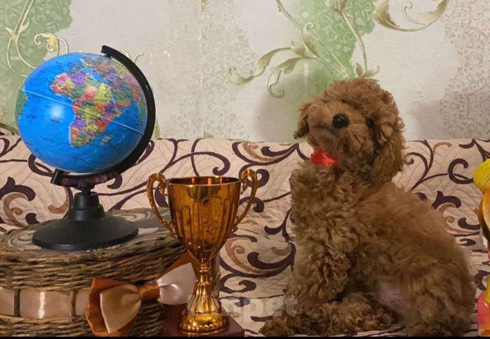 Собаки в Воронеже: Той-пудель  Мальчик, Бесплатно - фото 9