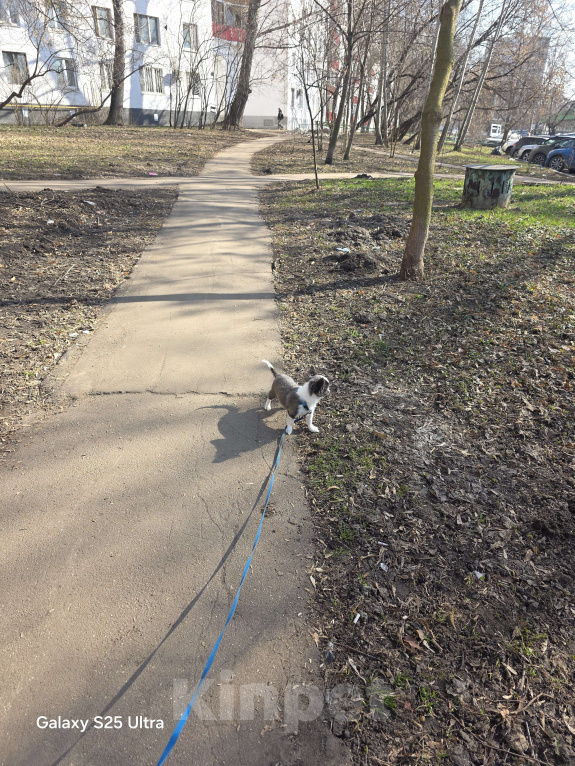 Собаки в Москве: Жизнь слишком коротка, чтобы прожить её без собаки Мальчик, 40 000 руб. - фото 4