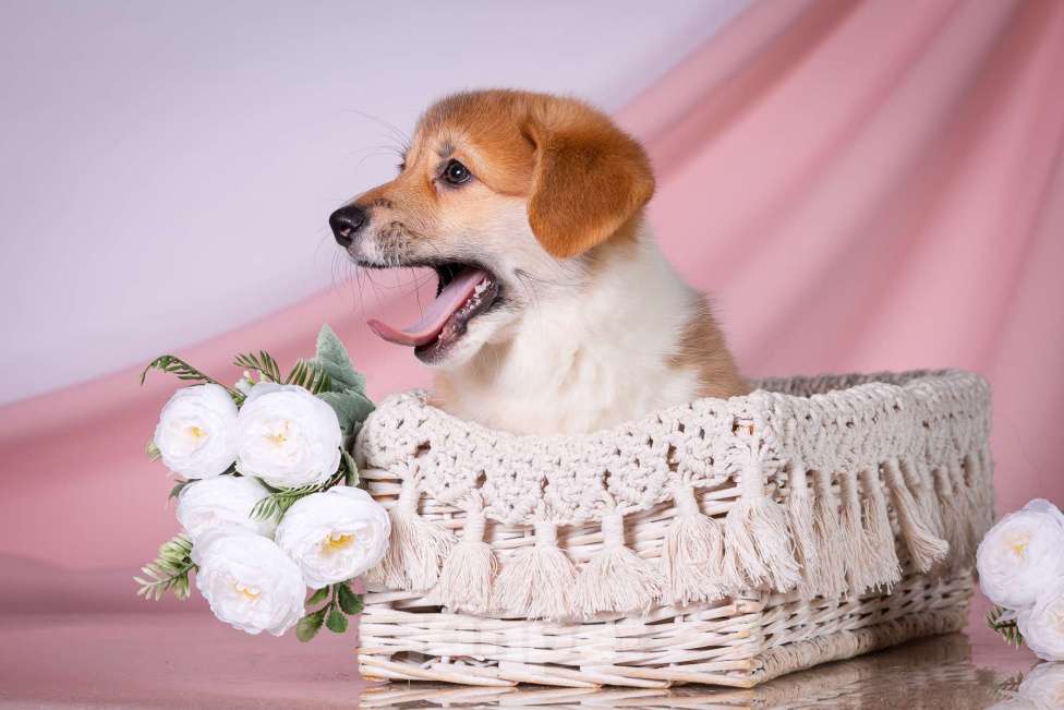 Собаки в Москве: Продам щенка вельш корги пемброк Девочка, 70 000 руб. - фото 5