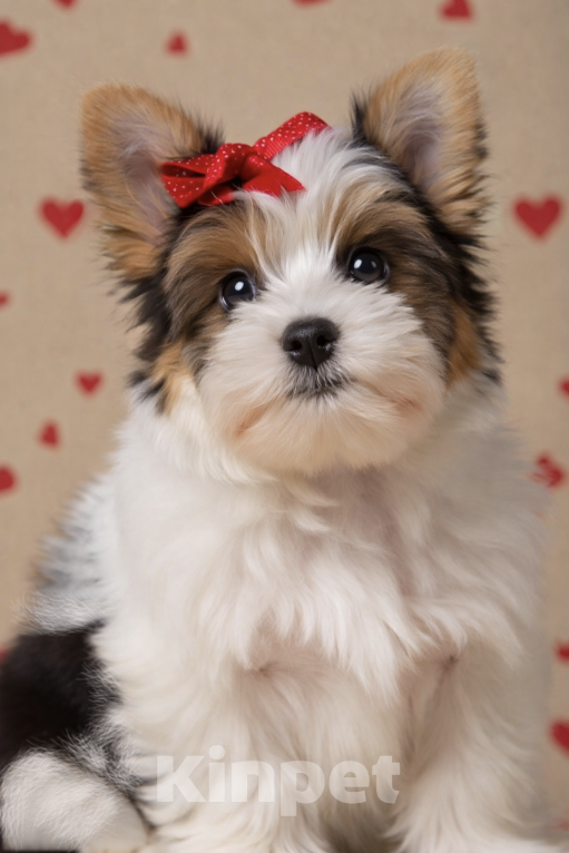 Собаки в Москве: 🌸 Бивер йоркширский терьер (Бивер терьер) девочка, РКФ, стандарт 🌸 Девочка, Бесплатно - фото 1