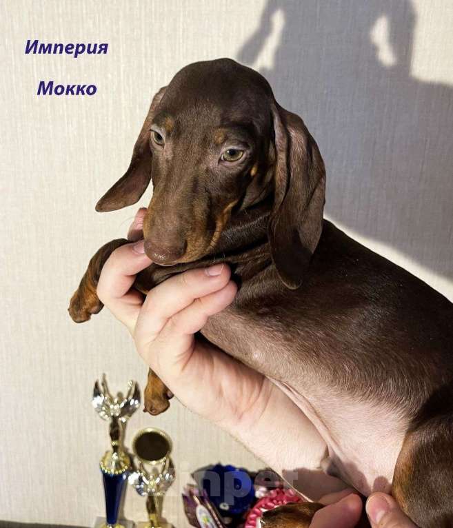 Собаки в Москве: Шоколадно Мраморные Стандартные Таксы Мальчик, 50 000 руб. - фото 8