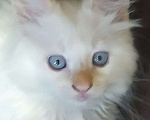 Кошки в Орле: Котенок мейн кун редкий окрас Мальчик, 8 000 руб. - фото 1