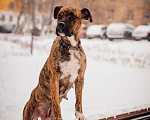 Собаки в Москве: Щенки Алано Эспаньол в дар, Бесплатно - фото 2