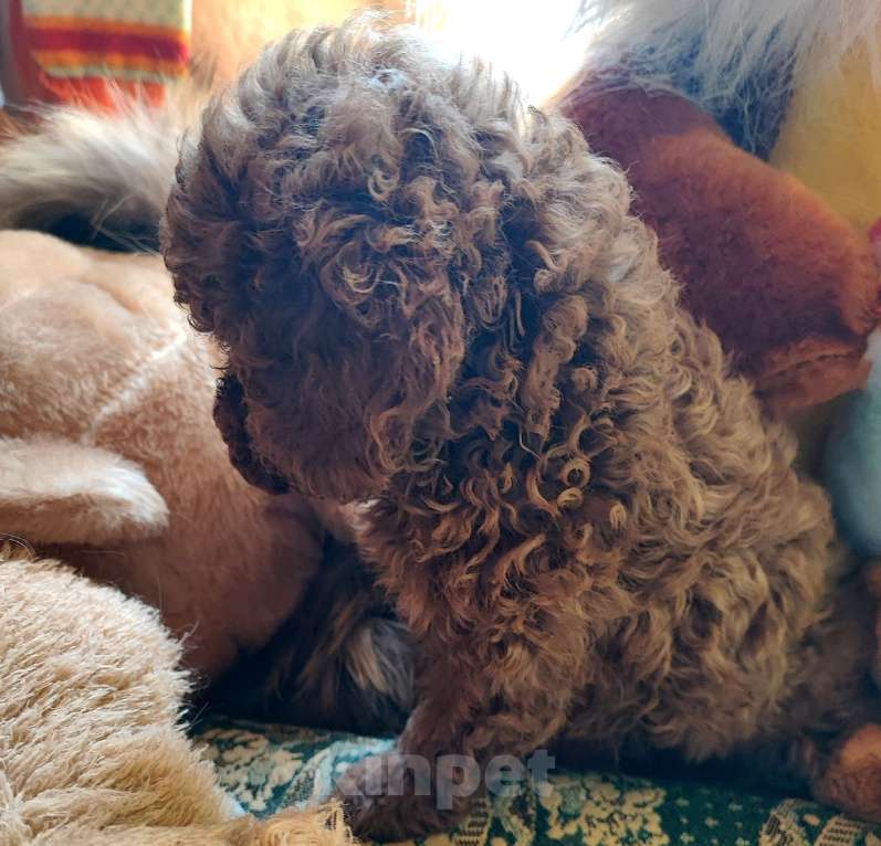 Собаки в Брянске: Той-пудель, щенки Девочка, 50 000 руб. - фото 3