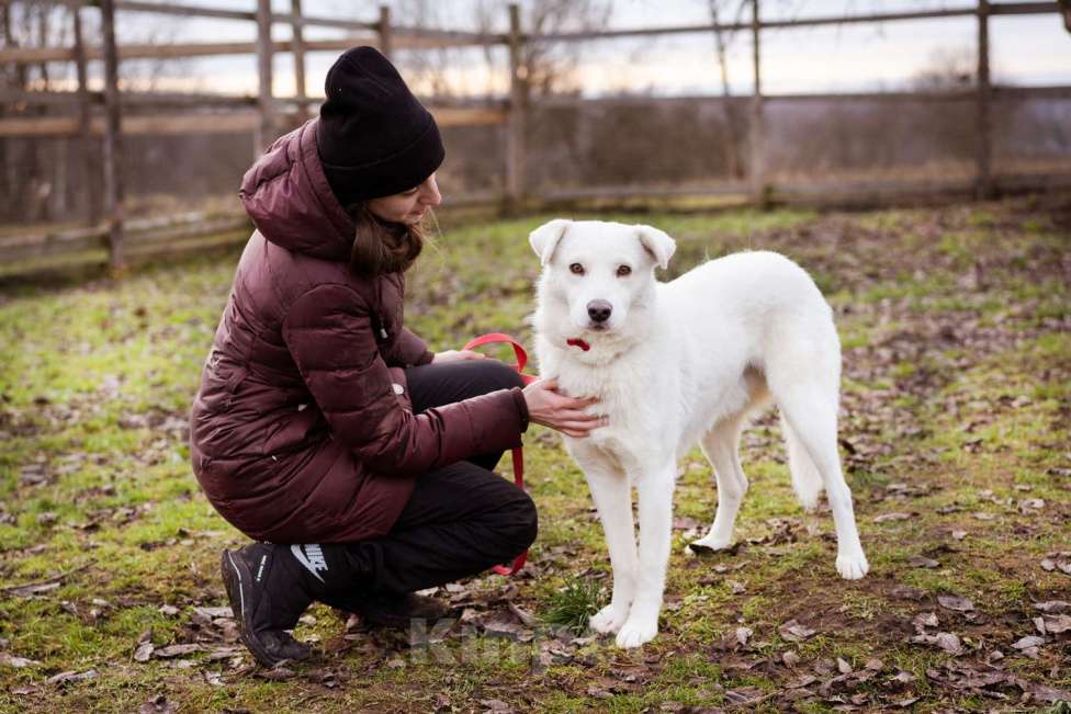 Собаки в Москве: Собака из приюта в добрые руки Мальчик, Бесплатно - фото 3